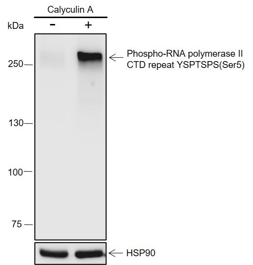 Recombinant Phospho-RNA Polymerase II CTD Repeat YSPTSPS (Ser5) Monoclonal Antibody (AN302098L)