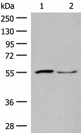 SLC2A8 Polyclonal Antibody (E-AB-19914)