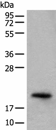 CRYGS Polyclonal Antibody (E-AB-52470)