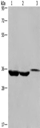 ING2 Polyclonal Antibody (E-AB-14158)