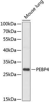 PEBP4 Polyclonal Antibody (E-AB-66292)