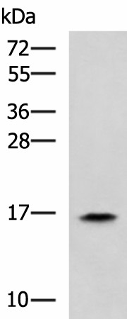 RPS14 Polyclonal Antibody (E-AB-53048)