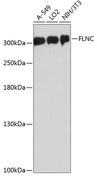 FLNC Polyclonal Antibody (E-AB-64418)