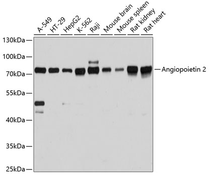 Angiopoietin 2 Polyclonal Antibody (E-AB-60103)