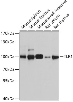 TLR1 Polyclonal Antibody (E-AB-65724)