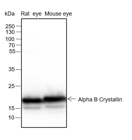 Recombinant Alpha B Crystallin Monoclonal Antibody (AN301434L)