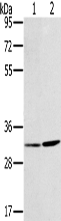HSD17B12 Polyclonal Antibody (E-AB-15104)