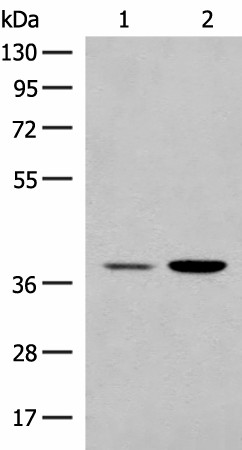 MRM1 Polyclonal Antibody (E-AB-52695)