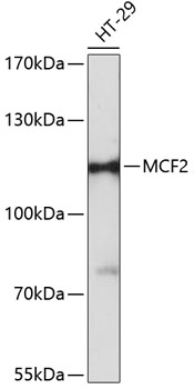 MCF2 Polyclonal Antibody (E-AB-64345)