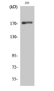 EGFR Polyclonal Antibody (E-AB-31281)