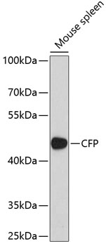 CFP Polyclonal Antibody (E-AB-92647)