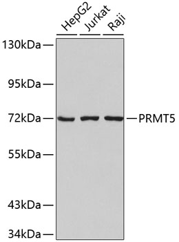 PRMT5 Polyclonal Antibody (E-AB-67429)