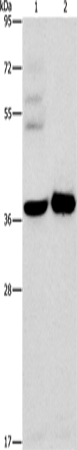 SERPINE2 Polyclonal Antibody (E-AB-14277)