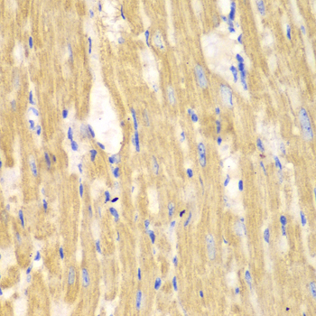 CAPN1 Polyclonal Antibody (E-AB-65834)