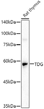TDG Polyclonal Antibody (E-AB-92674)
