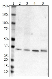 Purified anti-Apo E, 109-116 Antibody
