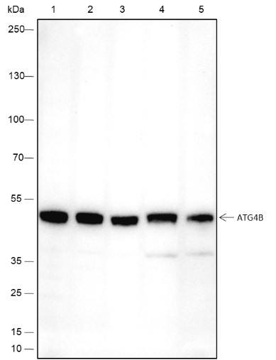 Recombinant ATG4B Monoclonal Antibody (AN301739L)