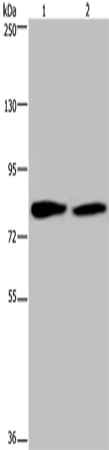 TXLNA Polyclonal Antibody (E-AB-15129)