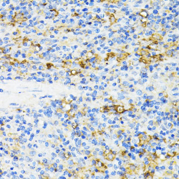 CD27 Polyclonal Antibody (E-AB-60516)