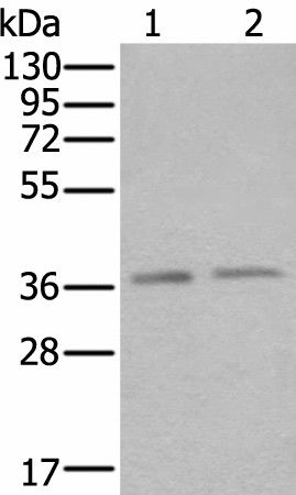 ATXN7L3 Polyclonal Antibody (E-AB-52275)