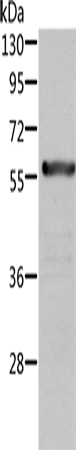 ALDH6A1 Polyclonal Antibody (E-AB-10769)
