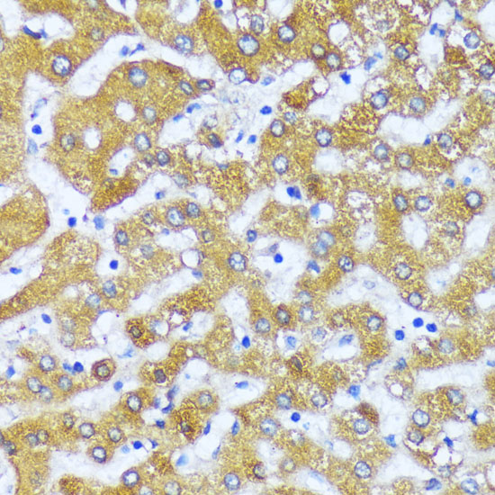 ACOX2 Polyclonal Antibody (E-AB-65966)