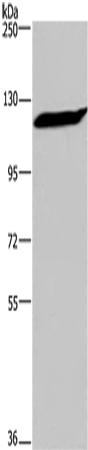 IPO7 Polyclonal Antibody (E-AB-13336)