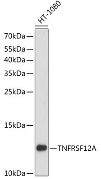 TNFRSF12A Polyclonal Antibody (E-AB-64449)