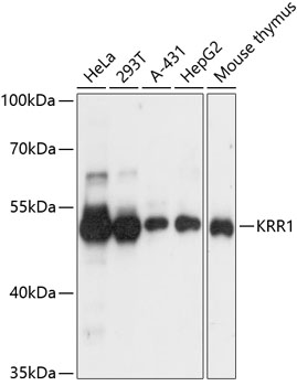 KRR1 Polyclonal Antibody (E-AB-65481)