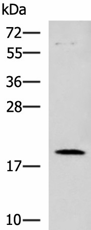DNPH1 Polyclonal Antibody (E-AB-19145)