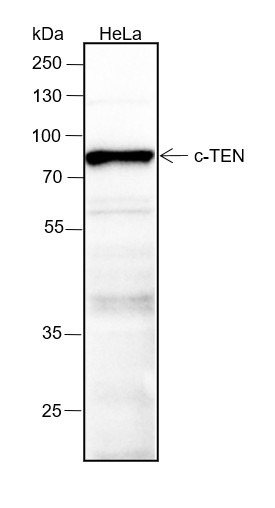 Recombinant CTEN Monoclonal Antibody (AN301502L)