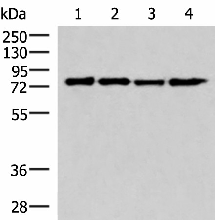 AKAP17A Polyclonal Antibody (E-AB-19042)