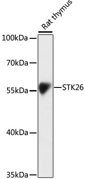 STK26 Polyclonal Antibody (E-AB-66845)