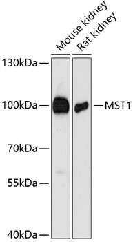 MST1 Polyclonal Antibody (E-AB-64403)