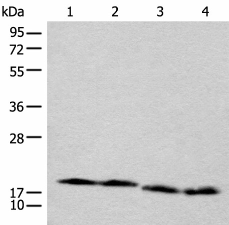 CETN3 Polyclonal Antibody (E-AB-18605)