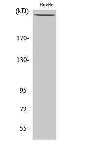 Phospho-FLNA (Ser2152) Polyclonal Antibody (E-AB-21143)