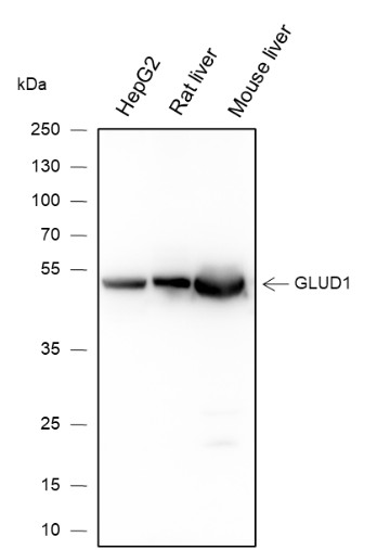 Recombinant GLUD1 Monoclonal Antibody (AN301531L)