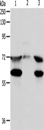 CCDC99 Polyclonal Antibody (E-AB-10614)