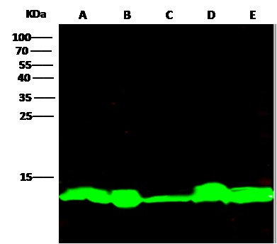 Recombinant Thioredoxin/TXN Monoclonal Antibody (AN300330P)