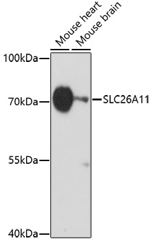 SLC26A11 Polyclonal Antibody (E-AB-67092)
