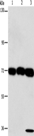 CKAP4 Polyclonal Antibody (E-AB-13152)