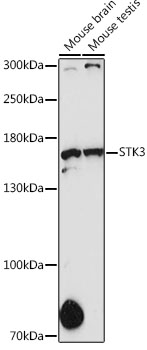 STK36 Polyclonal Antibody (E-AB-90261)