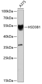 HSD3B1 Polyclonal Antibody (E-AB-67940)