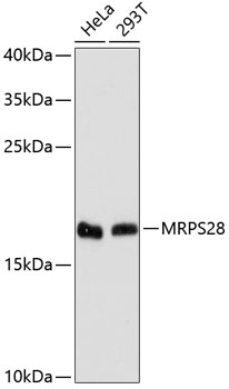 MRPS28 Polyclonal Antibody (E-AB-65491)