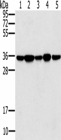 PPP1CC Polyclonal Antibody (E-AB-16728)