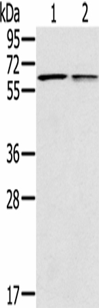 PTGER2 Polyclonal Antibody (E-AB-16732)