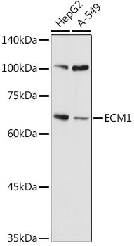 ECM1 Polyclonal Antibody (E-AB-91509)