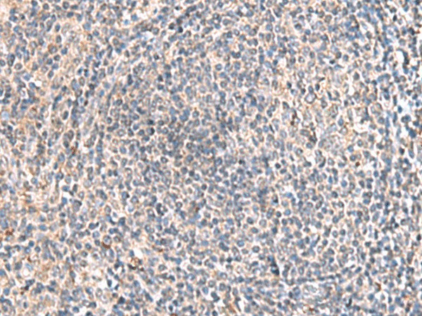 HLA-DOB Polyclonal Antibody (E-AB-19991)