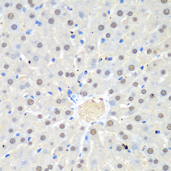 WDR48 Polyclonal Antibody (E-AB-62501)