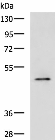 PDK4 Polyclonal Antibody (E-AB-53270)